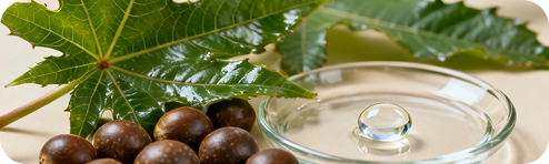 Castor beans and a glass dish of clear oil