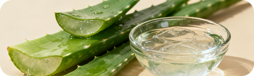 Aloe leaves with a glass dish of clear gel